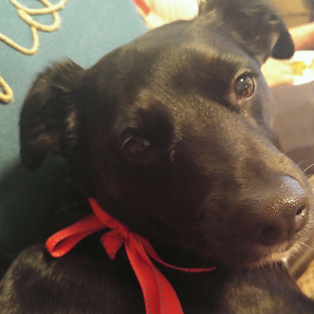 Meet your Posher, Leslie